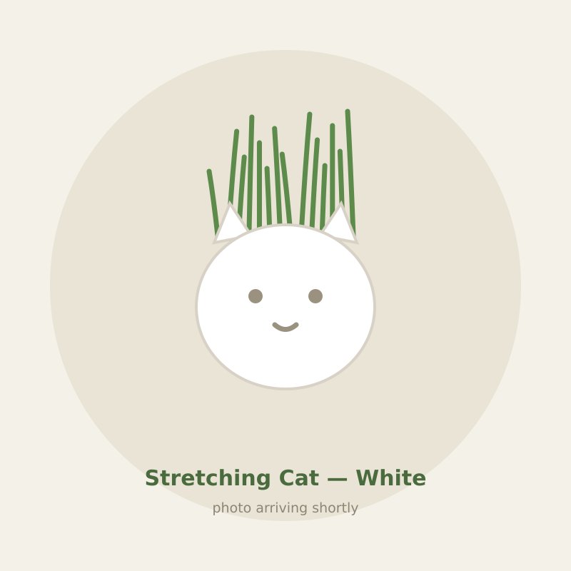 Stretching Cat — White cat grass planter